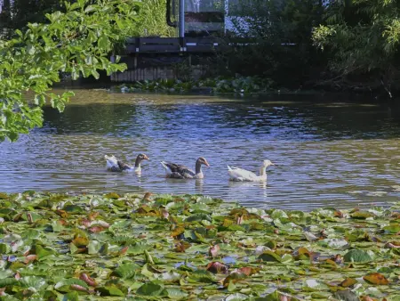 Ooievaarsnest, Maison de vacances confortable au bord de l'eau - Photo 28
