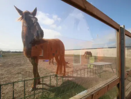 Maison à Ravenoville, proche plage, animaux admis - Photo 24