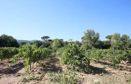 Maison charmante près des vignes - 80 m², Maison 5 personnes à La Garde Freinet - Photo 41