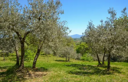 Maison 7 personnes à Monte San Savino - Photo 13