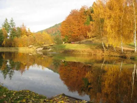 Chalet familial dans le Parc des Vosges, wifi et animaux acceptés - Photo 24