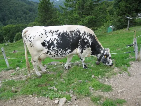 Chalet familial dans le Parc des Vosges, wifi et animaux acceptés - Photo 31