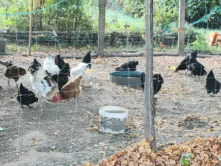 Gîte chaleureux près de la Dordogne, Gite 2 personnes à Domme - Photo 10