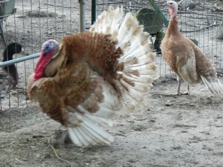 Gîte spacieux et écologique avec jardin et animaux acceptés à Steenvoorde - Photo 16