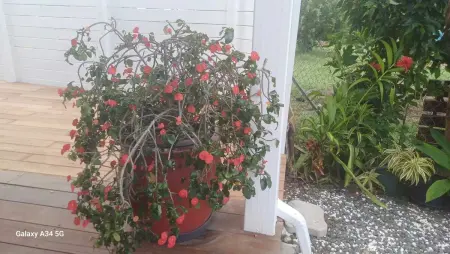 Bungalow accueillant à Bouillante avec piscine privée - Photo 31
