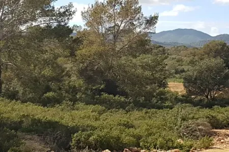 227279, Villa avec piscine en bord de mer - Cala Murada - Photo 31