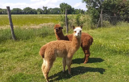 Martin Pescatore, Appartement 5 personnes à Castiglione del Lago - Photo 18