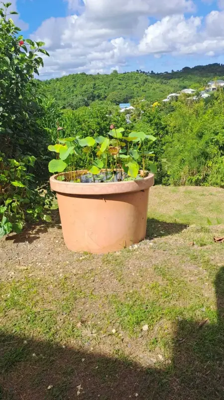 Studio charmant à Le Gosier, 22 m² avec terrasse - Photo 23