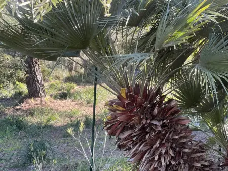 226226, Villa à Rio Elba avec barbecue et Wi-Fi - Photo 15
