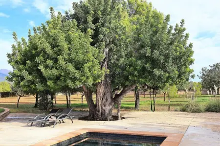 Maison à Binissalem, Villa à Binissalem avec piscine et vignobles - Photo 8