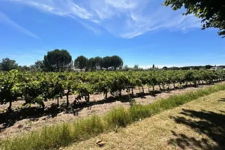 Résidence G&icirc;te De La Cave - Charmant G&icirc;te Proven&ccedil;al Avec Une Chambre, Ferme à Aigues-Mortes près de la plage - Photo 4