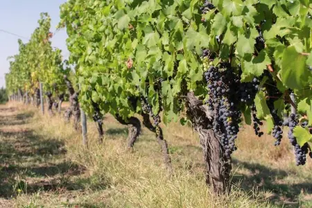 Castagnola, Maison d'Hôtes à Monferrato avec Dégustation - Photo 17