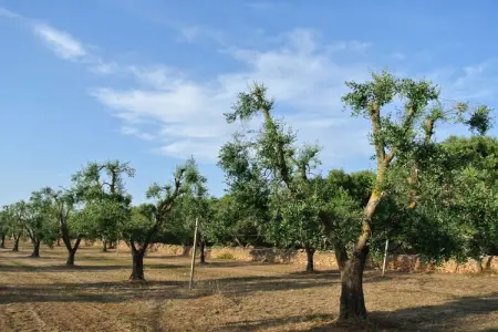 94364, Villetti Trullissimo Marchese - Photo 22