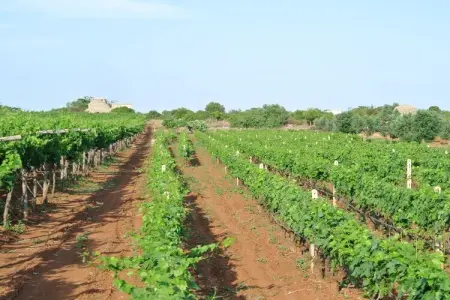 94364, Villetti Trullissimo Marchese - Photo 24