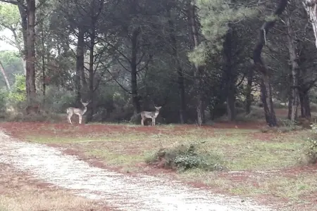 62030, Île d'Albarella Résidence de vacances tout confort - Photo 39