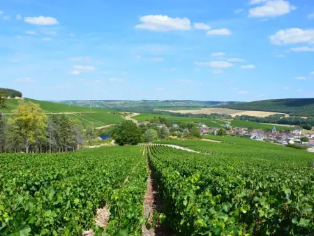 Charmante Maison avec Terrasse Privative, Animaux Acceptés, Près des Vignobles - Photo 16