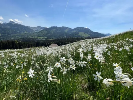 Vigneronne, App. Lac, Appartement 3 personnes à Montreux - Photo 16