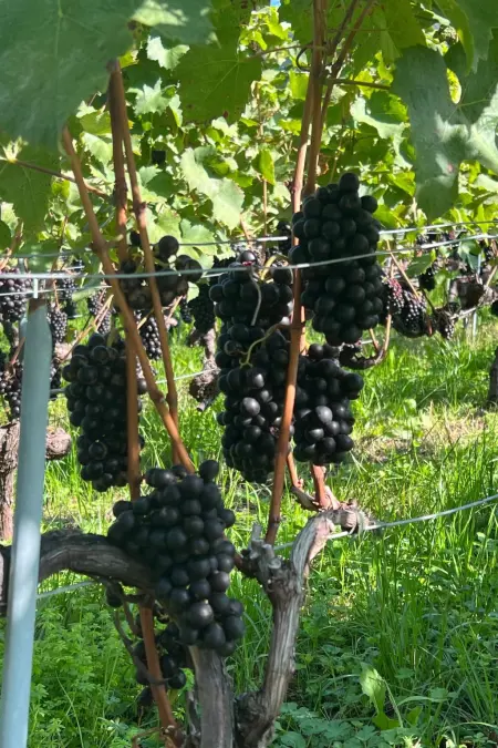 Vigneronne, Vigne, Appartement 6 personnes à Montreux - Photo 18