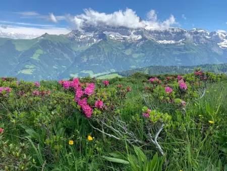Peak App., Morgins, Appartement 8 personnes à Morgins - Photo 21