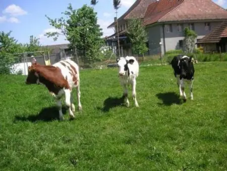 Stöckli, Gite 6 personnes à Attiswil - Photo 10