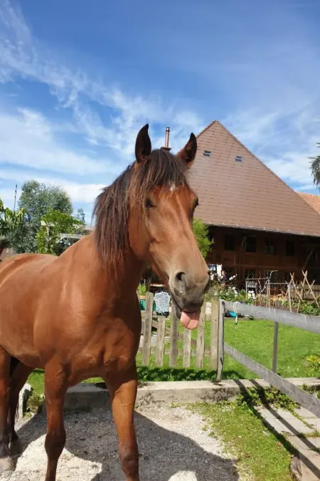 Sommerhof, Gite 5 personnes à Rohrbach - Photo 4