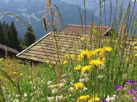 Chäs-Gruebi Wohnung Hase, 3. Stock, Appartement 4 personnes à Lauterbrunnen - Photo 14