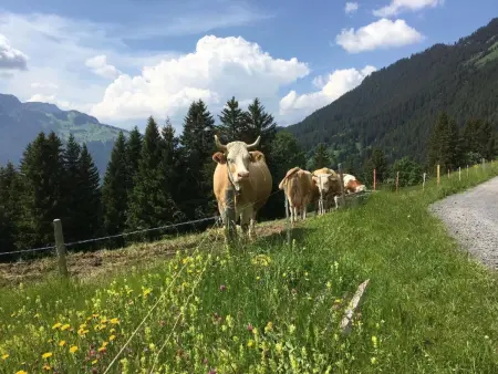 Chäs-Gruebi Wohnung Hase, 3. Stock, Appartement 4 personnes à Lauterbrunnen - Photo 15