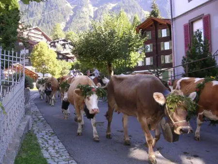 Chalet Acheregg, Appartement 2 personnes à Lauterbrunnen - Photo 39