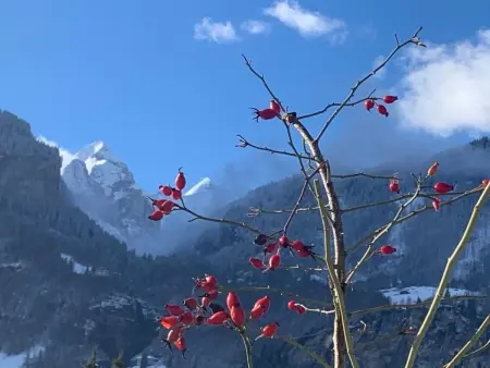 Chalet Wetterhorn, Maison 8 personnes à Meiringen - Photo 31