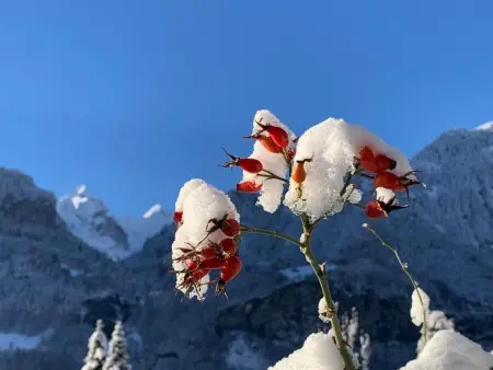 Chalet Wetterhorn, Maison 8 personnes à Meiringen - Photo 32