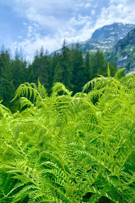 Aareschlucht - Erholung ab 2 Nächten, Appartement 6 personnes à Brünig - Photo 39