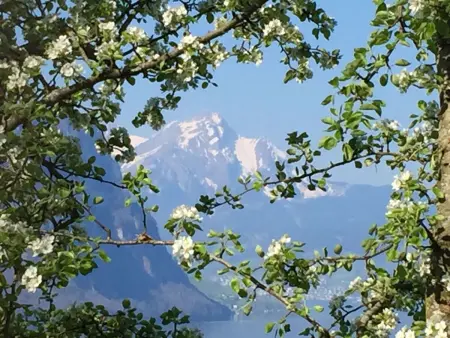 Chalet Bärgblick, Appartement 2 personnes à Vitznau - Photo 33