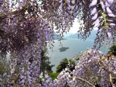 Villa Cresta Bianca, Maison 4 personnes à Ronco sopra Ascona - Photo 10