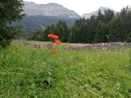 Maspoli Holidays - Sich wie zu Hause fühlen, Appartement 6 personnes à Lenzerheide - Photo 36