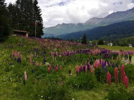 Maspoli Holidays - Sich wie zu Hause fühlen, Appartement 6 personnes à Lenzerheide - Photo 37