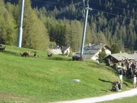 Chesa Auricula, Appartement 2 personnes à Pontresina - Photo 28