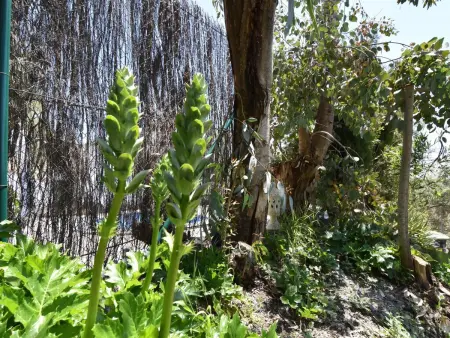 Finca El Corinto - Ein verwunschener Ort, Maison 4 personnes à Competa - Photo 31