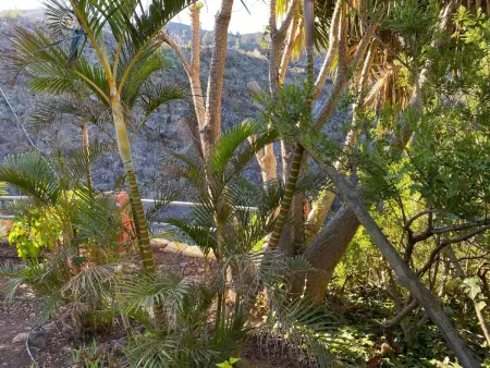La Paloma mit gemeinschaftlichem Wellnessbereich - Photo 37