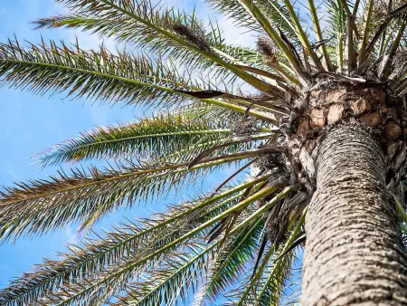 Wohnung mit Blick auf das Wasser, Appartement 2 personnes à Maspalomas - Photo 25
