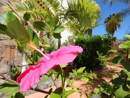 Luxus-Villa Lucia, Maison 12 personnes à Mogán - Photo 47