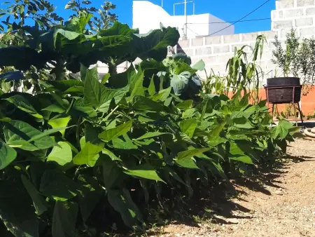 Edara Home - Haus mit privatem Garten, Maison 6 personnes à Galdar - Photo 3