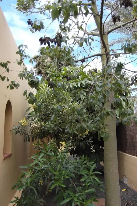 Ferienvilla Marvida, Maison 6 personnes à Corralejo - Photo 21