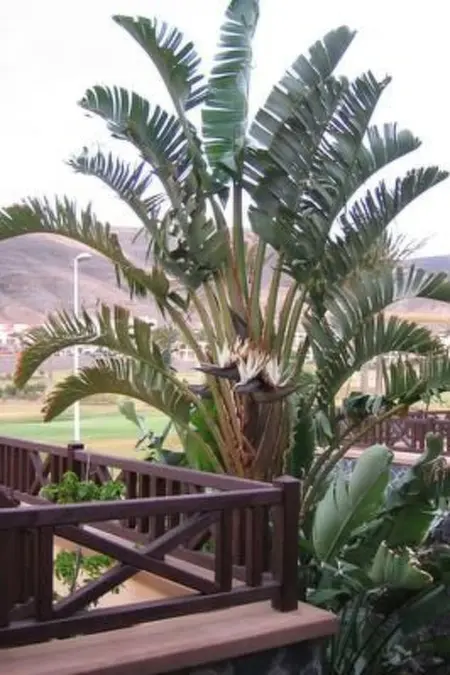 Villa Vinamar, Maison 6 personnes à Morro Jable - Photo 12