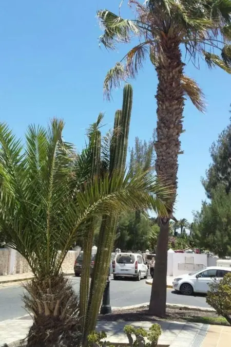 Wohnung  Costa Calma  mit gemeinschaftlichem Pool - Photo 22