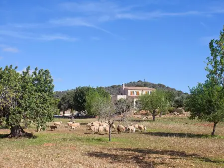 Finca Can Marines, Maison 8 personnes à Santanyí - Photo 3