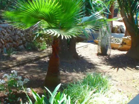 Finca Alfabia Campos, Maison 3 personnes à Campos - Photo 32