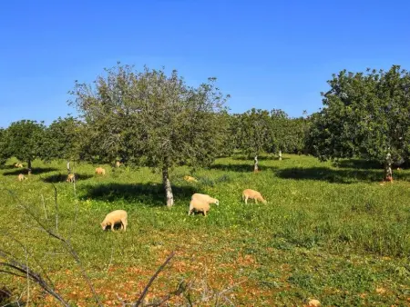 Bonita casa cerca del mar, Maison 8 personnes à Manacor - Photo 23