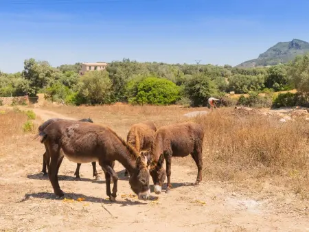 Murtera, Maison 9 personnes à Manacor - Photo 71