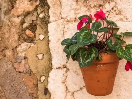 Das Haus von Macarena, Maison 3 personnes à Valldemossa - Photo 27