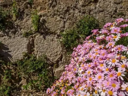 Das Haus von Macarena, Maison 3 personnes à Valldemossa - Photo 31